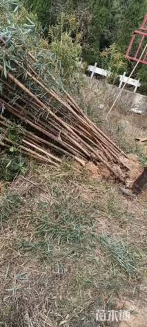 地栽苗黄秆乌哺鸡竹