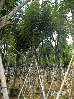 15公分黄花风铃木