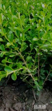 高度25厘米小叶黄杨