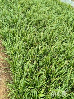 高度20厘米吉祥草