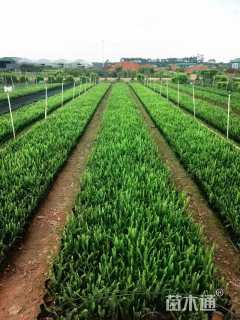 高度26厘米肾蕨