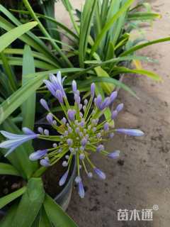 高度30厘米百子莲