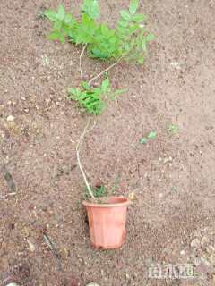 主蔓长120厘米凌霄