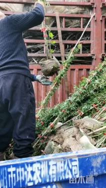 120厘米藤本月季