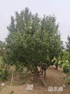 高度500厘米造型八棱海棠