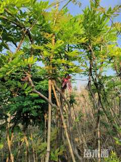 200厘米多花紫藤