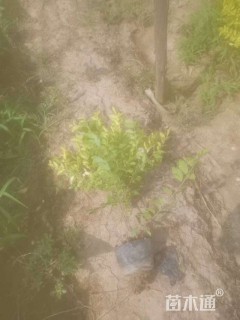 大杯苗亮晶女贞小苗