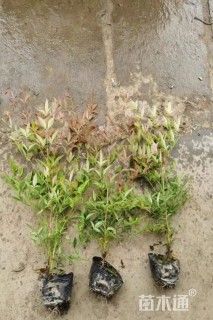 高度40厘米南天竹小苗