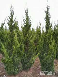 高度120厘米龙柏