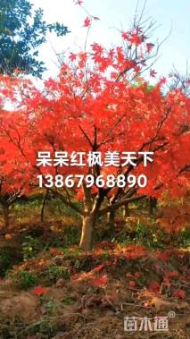 15公分中国红枫