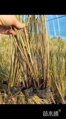 高度60厘米细叶芒