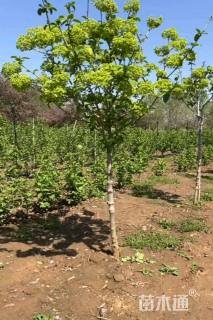 高度100厘米木绣球