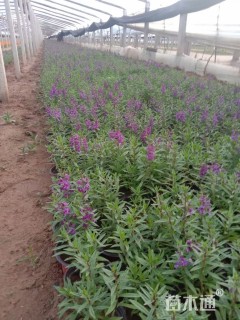 高度20厘米香彩雀