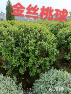 高度100厘米金丝桃球