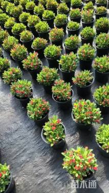 高度10厘米虎刺梅