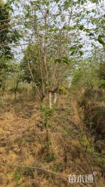 10公分染井吉野樱