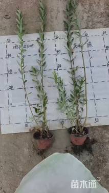 高度40厘米杞柳