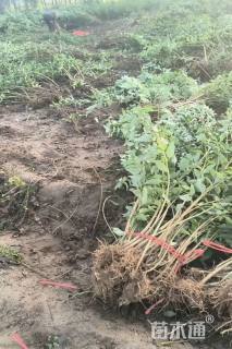 高度120厘米东北连翘