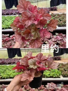 高度15厘米矾根