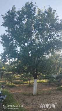 25公分暴马丁香