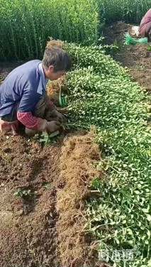 高度45厘米卫矛小苗