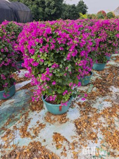 冠幅100厘米三角梅球