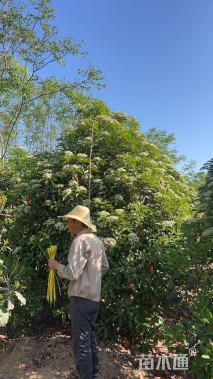 高度310厘米中华石楠