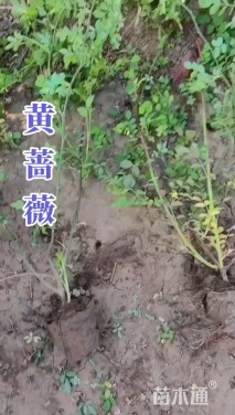 高度100厘米蔷薇