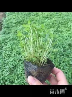 高度15厘米千屈菜