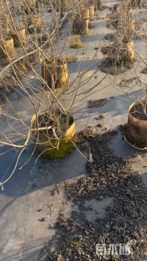 高度100厘米穗花牡荆