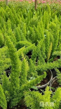 高度30厘米狐尾天门冬