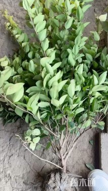 高度85厘米金森女贞