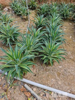 高度40厘米金边龙舌兰