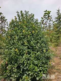 冠幅200厘米红叶石楠球