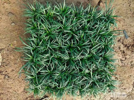 高度10厘米玉龙草