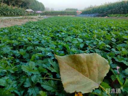 高度30厘米委陵菜