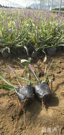 高度20厘米金边麦冬