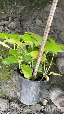 高度15厘米无尽夏绣球