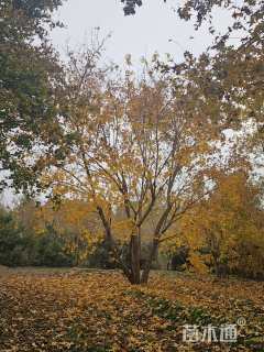 高度900厘米丛生元宝枫