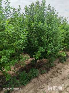 高度150厘米木槿