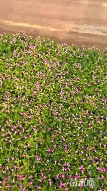 高度15厘米夏堇