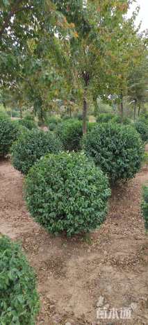 冠幅120厘米金冠女贞球