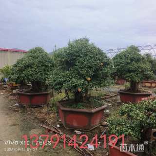 高度310厘米石榴