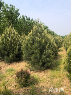 高度300厘米白皮松