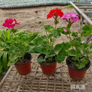 高度34厘米天竺葵