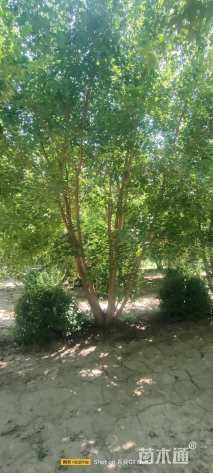 高度700厘米丛生元宝枫