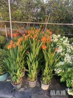 高度120厘米小鸟蕉