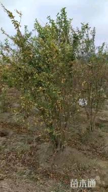 高度180厘米丛生木槿