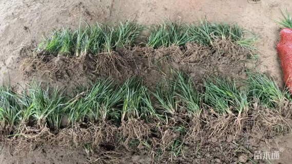 高度3厘米玉龙草