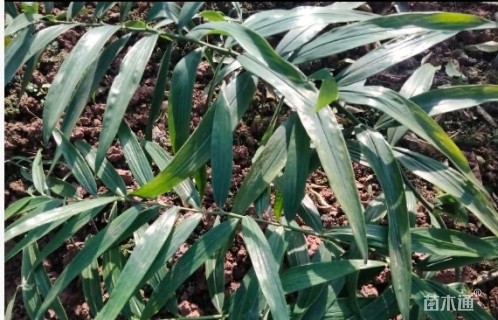 高度20厘米黄精